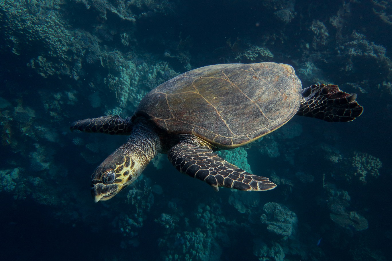 A-critically-endangered-Hawksbill-Turtle