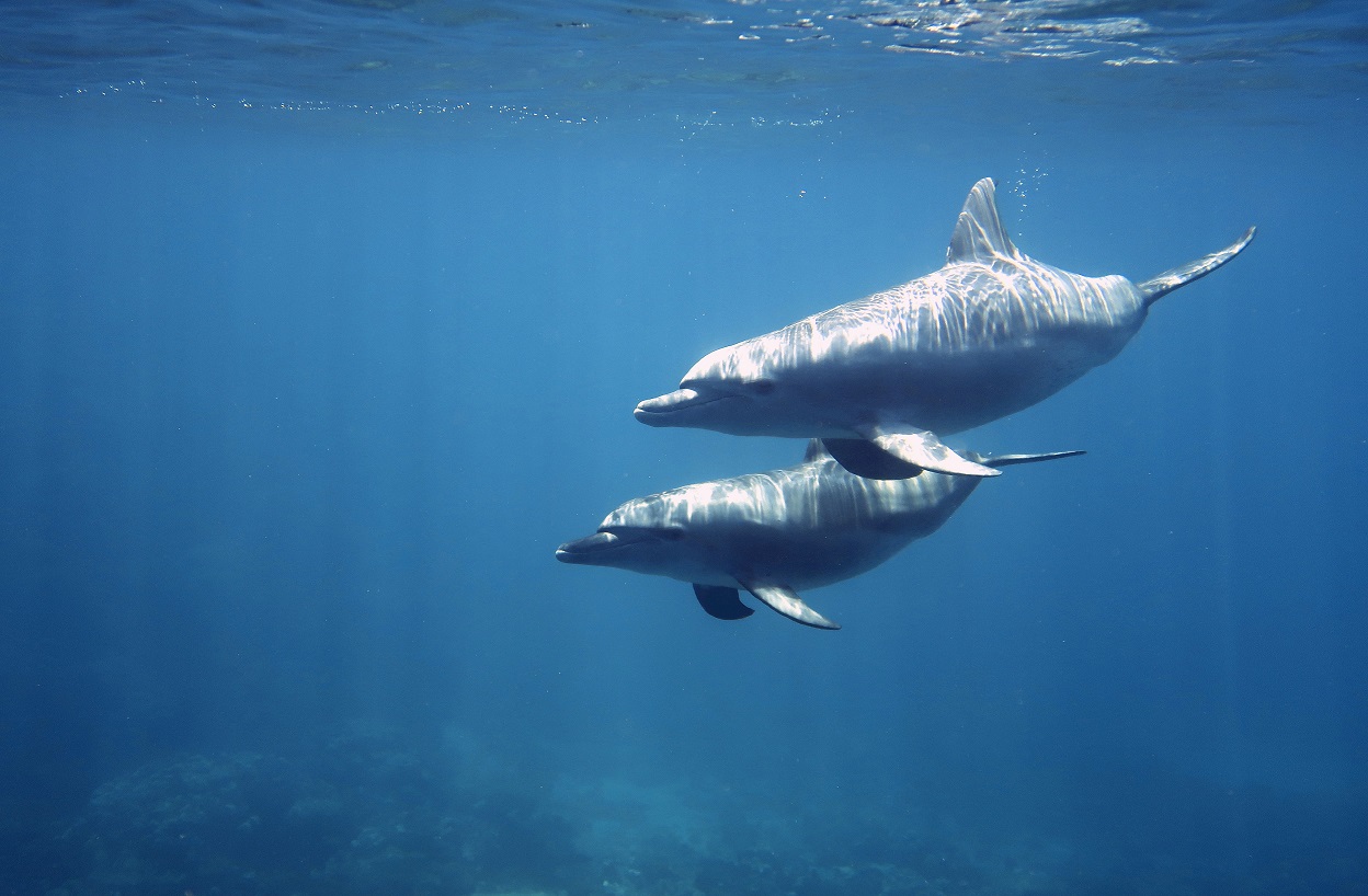 A-pair-of-Dolphins