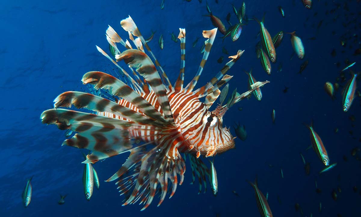 a-lionfish