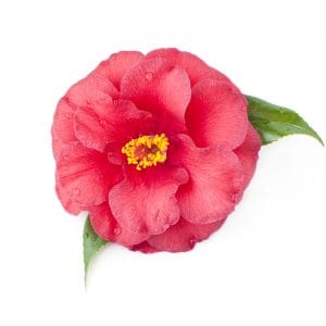 ingredient-camelia